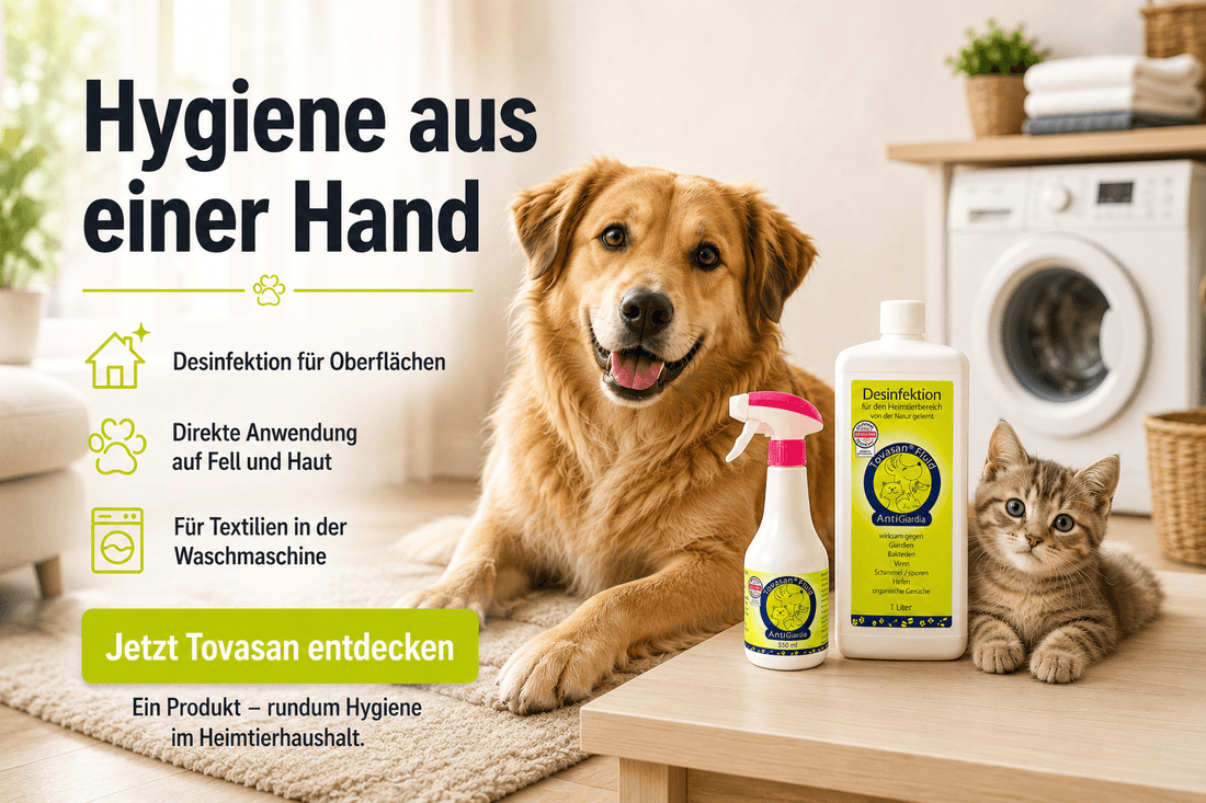 Giardienbekämpfung bei Hund und Katze: Giardien sicher entfernen